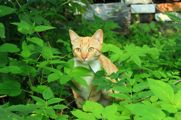 Naklejka na ściany i meble Rural red cat sits in a garden in tall grass