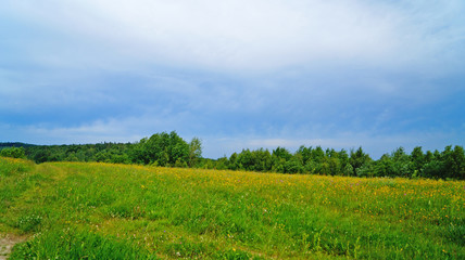 Fototapeta na wymiar Summer flowering meadow in the Carpathian mountains under a blue sky on a sunny summer day