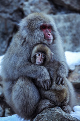 Mother and Baby from Smow monkey family in the Jigokudani Park, Japan