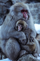 Mother and Baby from Smow monkey family in the Jigokudani Park, Japan