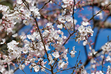 Cherry blossoms in full bloom