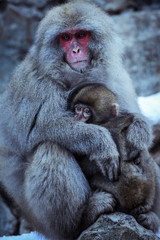 Mother and Baby from Smow monkey family in the Jigokudani Park, Japan