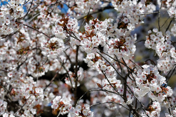 Cherry blossoms in full bloom