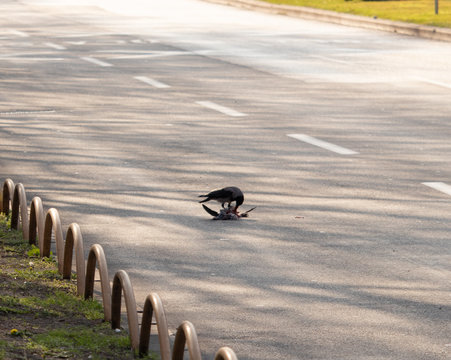 Raven eating a corpse of a roadkill bird, standing on a busy public street. Downtown Split, Croatia. Strange urban scenario, creepy environment
