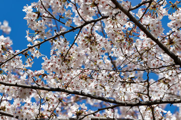 Cherry blossoms in full bloom