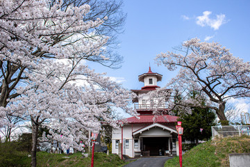 桜咲く頃