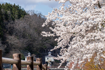 桜咲く頃