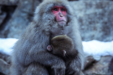 Mother and Baby from Smow monkey family in the Jigokudani Park, Japan