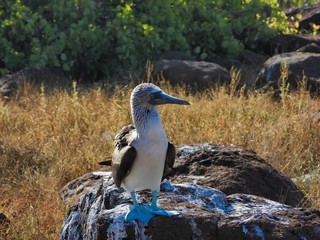 Blue footed boobie on Seymour North Island - Galapagos Ecuador