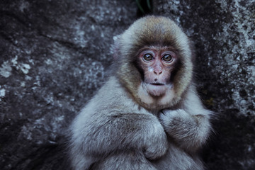 Mother and Baby from Smow monkey family in the Jigokudani Park, Japan