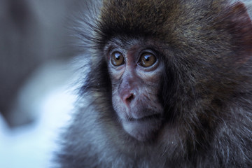 Mother and Baby from Smow monkey family in the Jigokudani Park, Japan