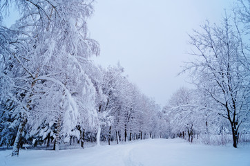 View of a winter snowy forest with trees covered with white fluffy snow on a frosty sunny day