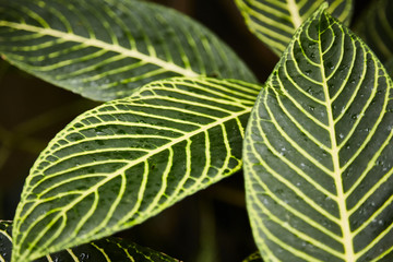 A close-up of flowers in the Botanic Gardens in Dublin, Ireland