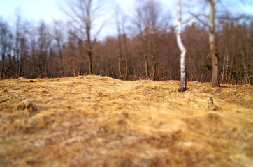 Glade with dry grass in the forest with trees without leaves on a cold autumn day