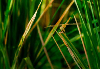 dragonfly on top of grass