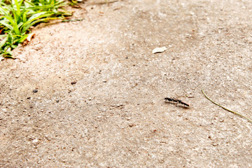 formiga na calçada