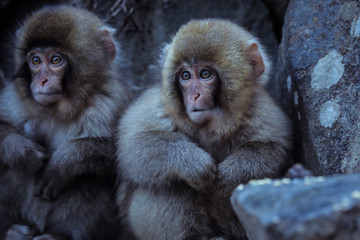 Two babies of Snow Monkey in the Jigokudani Park, Japan
