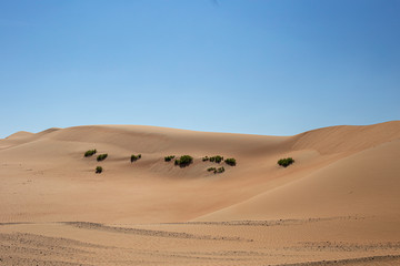 Fototapeta na wymiar Wüste in den Vereinten arabischen Emirate.