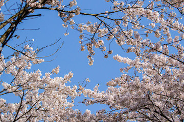 桜咲く頃
