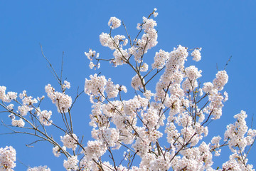 桜咲く頃