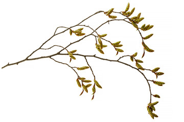 Fototapeta premium common hornbeam (Carpinus betulus) spring branch isolated on a white background