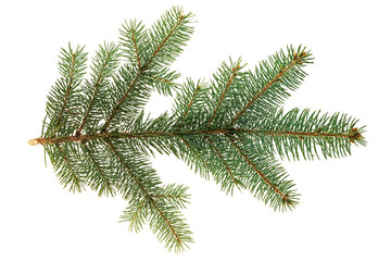 Branch of Colorado blue spruce (Picea pungens) isolate on a white background. The blue spruce, green spruce, white spruce, Colorado spruce, or Colorado blue spruce, with the Latin name Picea pungens. 