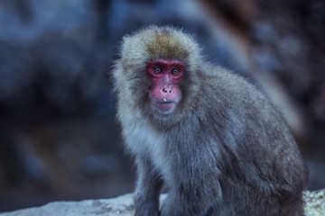 Portrait of Smow monkey in the Jigokudani Park, Japan