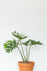 Philodendron Xanadu in a pot on white background.