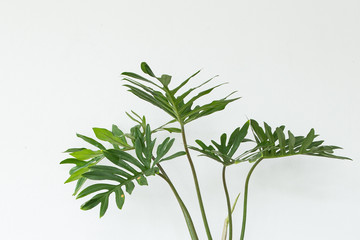 Philodendron Xanadu in a pot on white background.