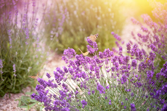 Lavender field with thin line of gravel ground. Beautiful image of lavender field closeup. Lavender flower field, image for natural background.