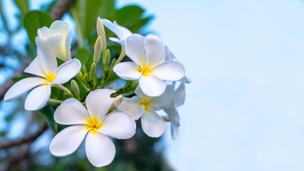 Panorama of blossoming Frangipani flower with color filter on soft pastel color. Spring landscape of Plumeria flower. Bright colorful spring flowers