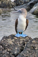 Blue footed boobie on Seymour North Island - Galapagos Ecuador