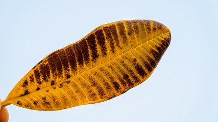 close-up dry Frangipani or Plumeria leaf on white background