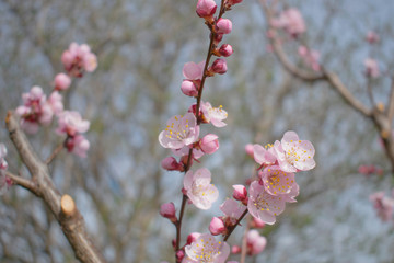Flowers bloomed on apricot tree