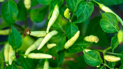 Small hot chili peppers close-up. Growing plant detai. greenhouse. Conical chillies, green leaves. Spicy bio capsicums. Capsaicin. vegetable garden