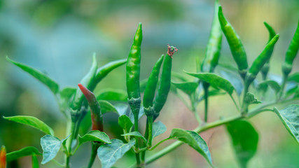 Small hot chili peppers close-up. Growing plant detai. greenhouse. Conical chillies, green leaves. Spicy bio capsicums. Capsaicin. vegetable garden