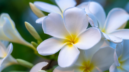 Fototapeta na wymiar Panorama of blossoming Frangipani flower with color filter on soft pastel color. Spring landscape of Plumeria flower. Bright colorful spring flowers