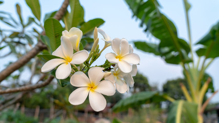 Panorama of blossoming Frangipani flower with color filter on soft pastel color. Spring landscape of Plumeria flower. Bright colorful spring flowers