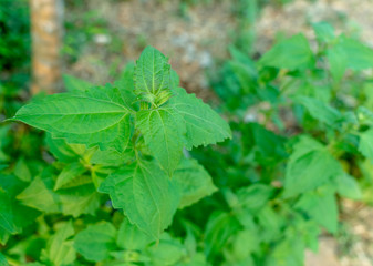 Green Bitter bush or Siam weed (Chromolaena odorata) in the Forest, Christmas bush, Devil weed, Camfhur grass, Common floss flower, Triffid