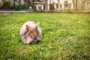 cute fluffy rabbit on the grass