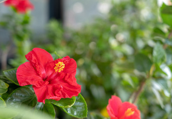 close-up of Chinese red rose, Hibiscus, Hibiscus rosa-sinensis with its leaves in nature