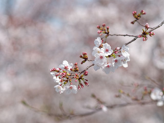 Cherry blossom isolated with blur flower forest background, beautiful sakura flowers in spring.