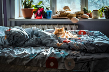 Fototapety na wymiar - Fototapeta24.pl