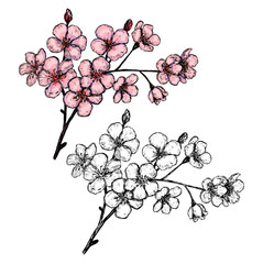 Blooming branch of Sakura. Hand drawn vector illustration. Set of contour and color drawings isolated on white. Vintage, engraving style. Botanical sketch. Elements for design, card, print, poster etc