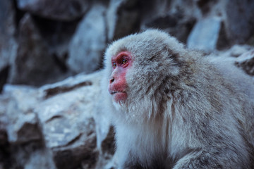 Portrait of Smow monkey in the Jigokudani Park, Japan