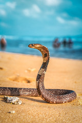 wild cobra on the beach