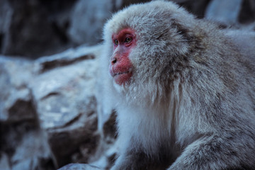 Fototapeta premium Portrait of Smow monkey in the Jigokudani Park, Japan