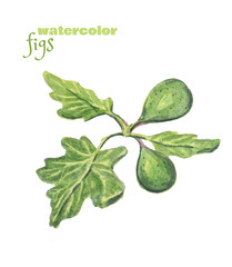 Fototapeta premium Watercolor green figs with leaves isolated on a white background.