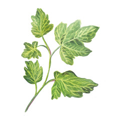 Green branch with leaves isolated on a white background.