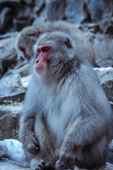 Fototapeta premium Portrait of Smow monkey in the Jigokudani Park, Japan